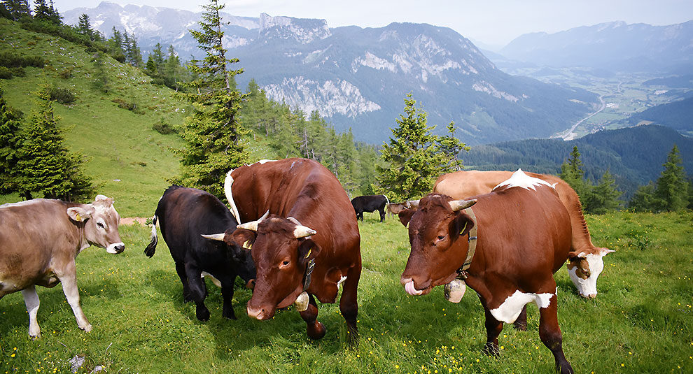 Kühe auf der Alm (c)Harald Puchegger